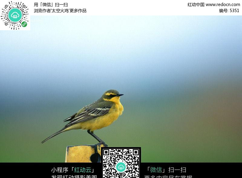 黄莺043
