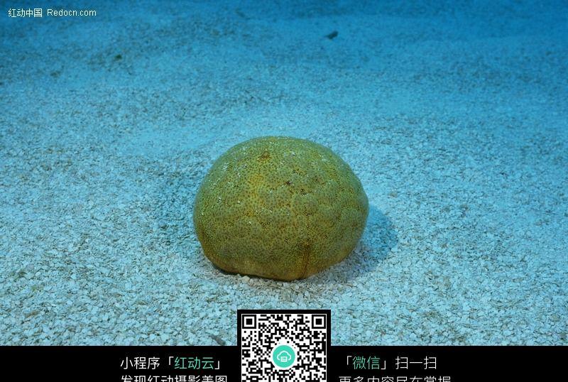 珊瑚虫73设计图片