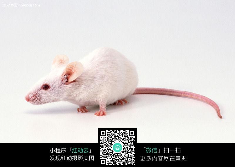 画<em>老鼠</em>_动画卡通老鼠_动画背包<em>小老鼠照片</em>-泡