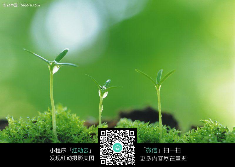 发芽72设计图片