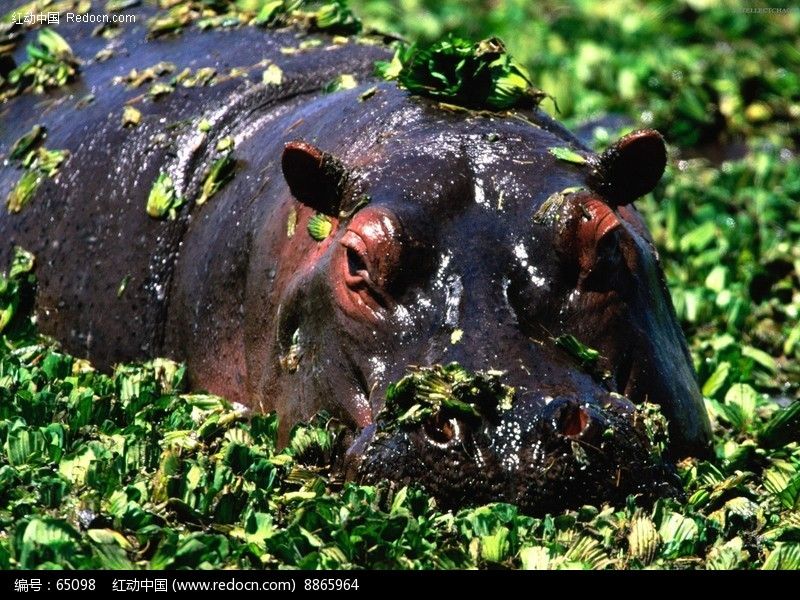 169图片(编号:65098)