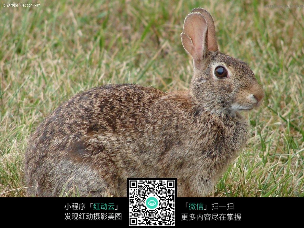兔子1设计图片