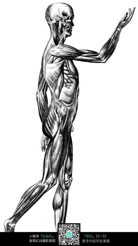 人体侧面肌肉分布图片图片-人图片