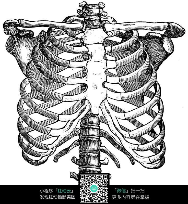 胸腔骨架结构图片(编号:122145)_人体器官_人
