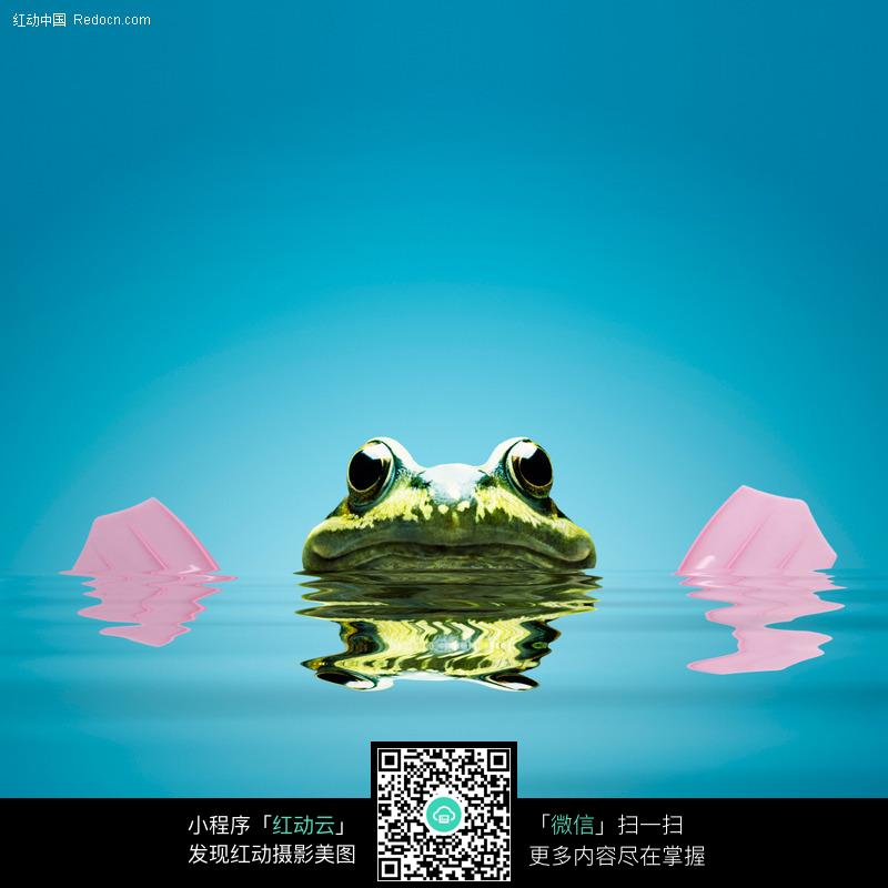 青蛙的图片视频 Redocn_2010022513542816.jpg