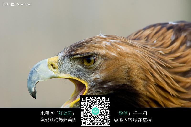 苍鹰_鸡鹰_苍鹰图片_淘宝助理