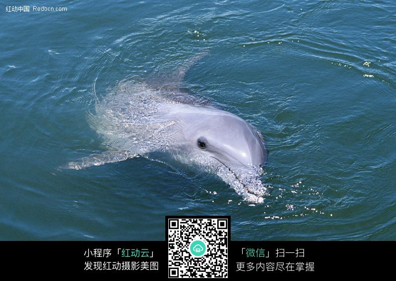 海面上游泳的海豚图片-动物|植物|生物图片下载(编号