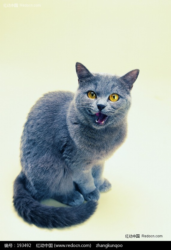 叫唤的蓝灰色猫