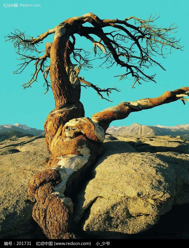 岩石间生命图片(编号:201731)