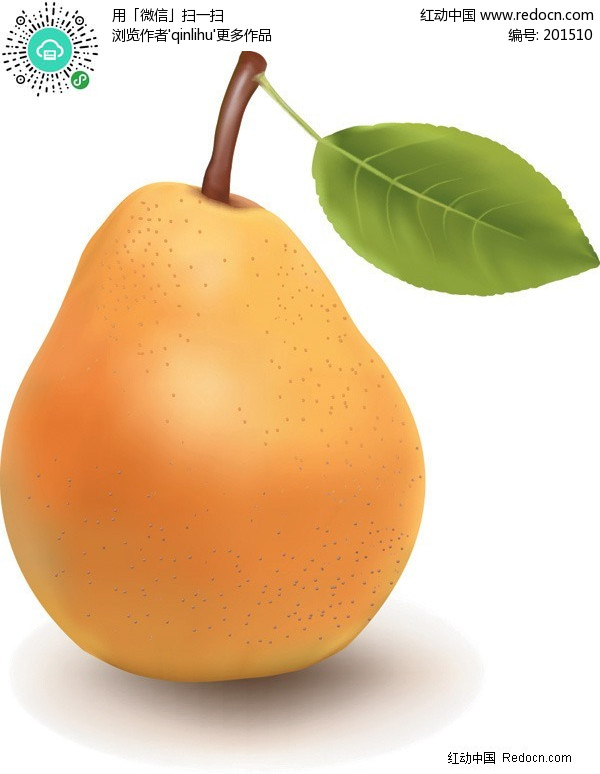 梨-蔬菜水果矢量图下载(编号:201510)