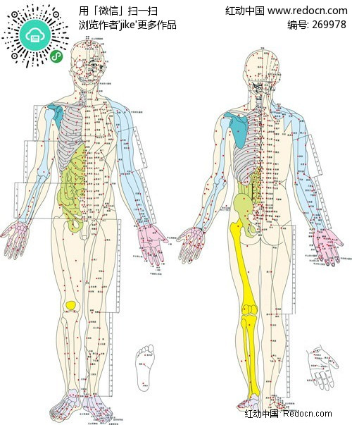 经络穴位<em>图</em>-人体器官矢量<em>图下载</em>(编号:269978