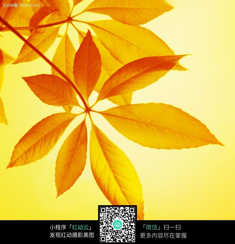 光线照射下的黄色的树叶图片-动物|植物|生物图