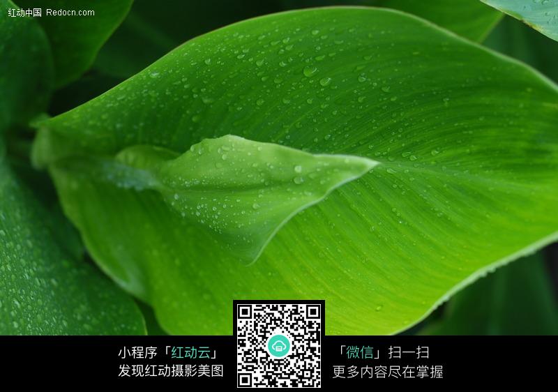关键词:美人蕉叶子微距绿叶植物图片