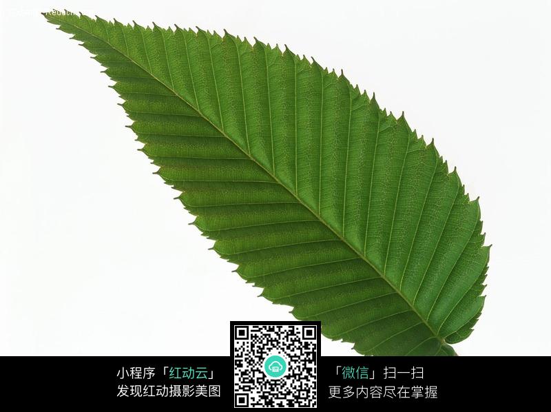 锯齿状叶子图片-动物|植物|生物图片下载图片图片