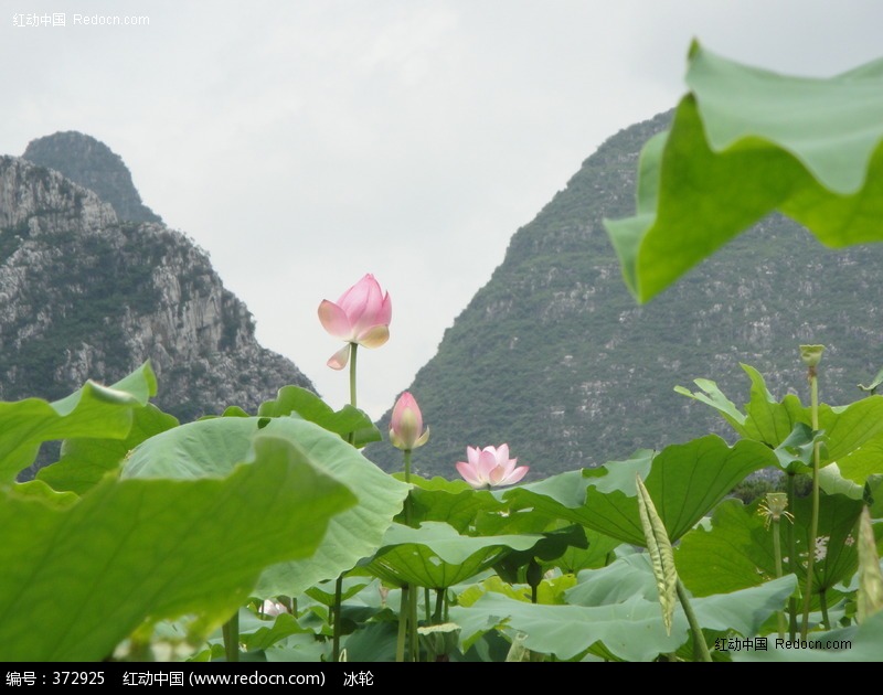 荷花图片(编号:372925)-花草树木-图库下载生物
