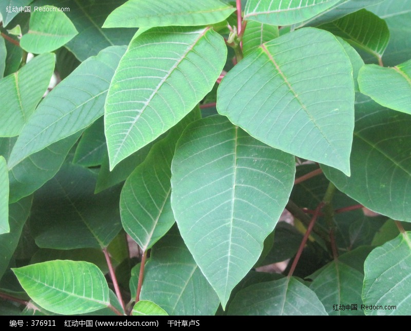 水雾树叶嫩绿枇杷叶大叶心形叶红枝条树茎花草植物图片