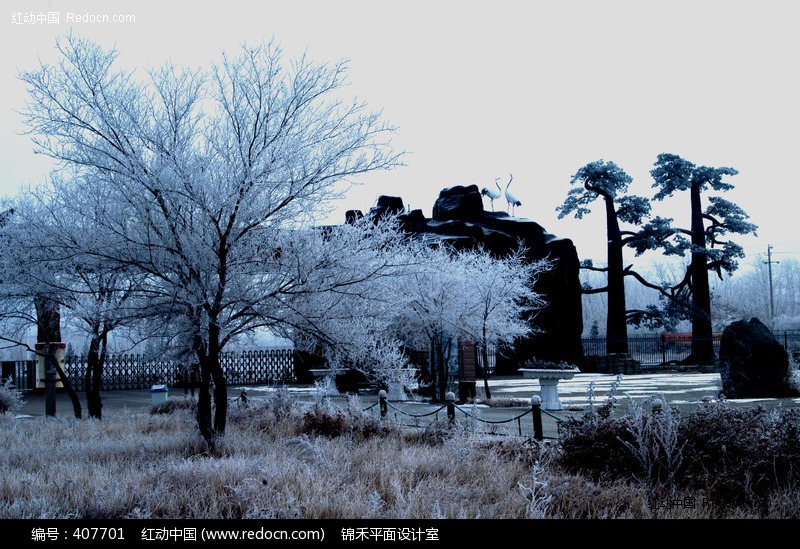 公园雪松图片-风景图片|图片库|图库下载(编号:
