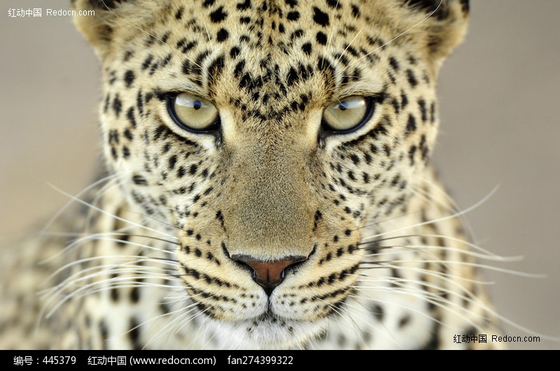 怒目圆睁的金钱豹图片(编号:445379)_陆地动物