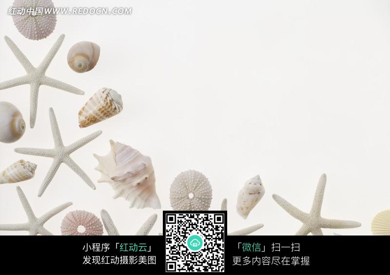 排成弧形的海星/海螺设计图片图片