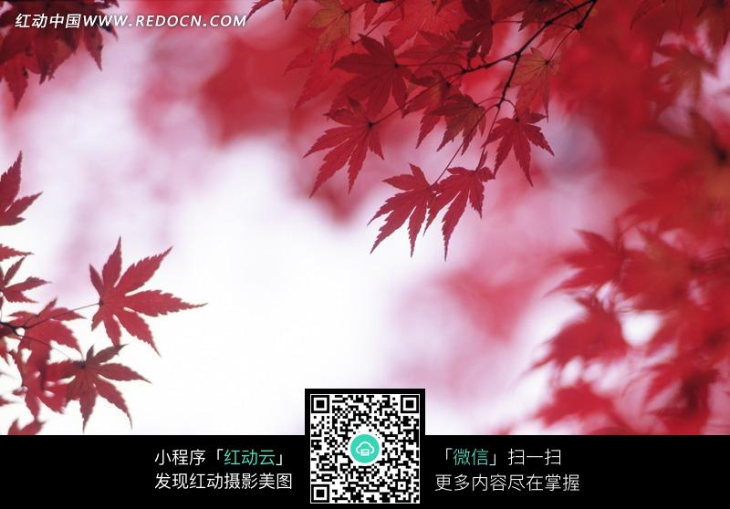 自由的枫叶草 Redocn_2012031707412109.jpg