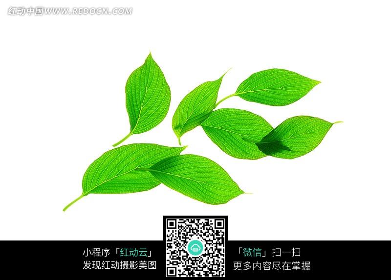绿叶图片 绿叶图片素材 绿叶图片背景 一片绿叶图片 闪动绿叶图片图片