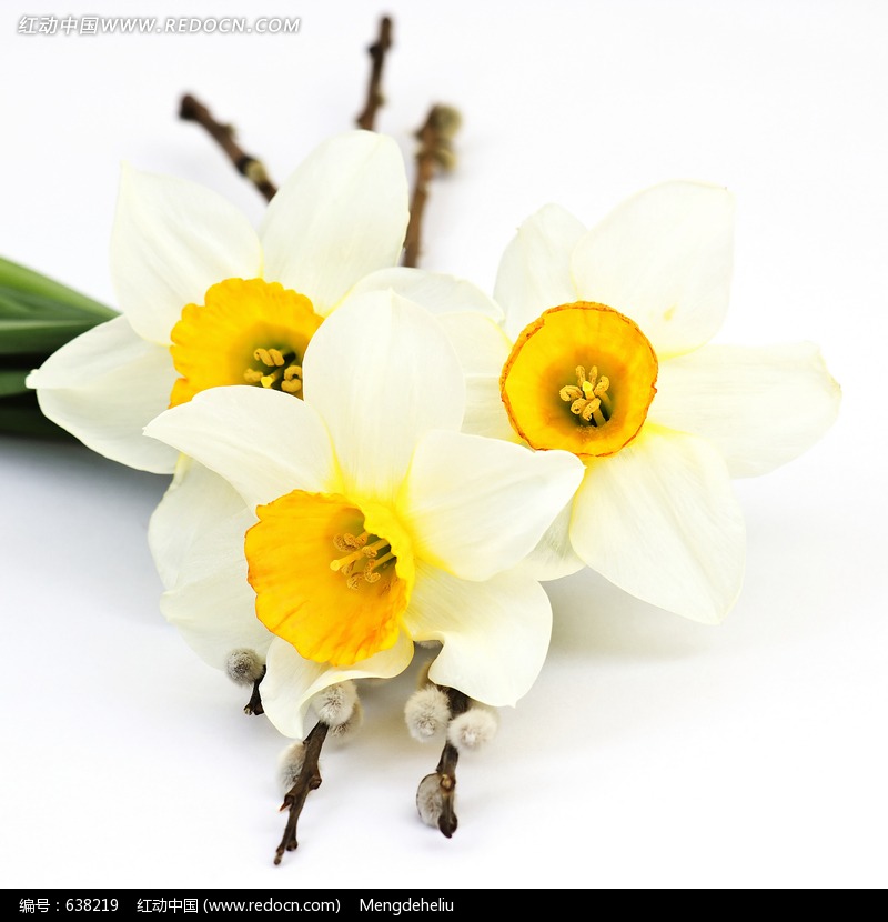 美丽白色水仙花图片(编号:638219)_花草树木_