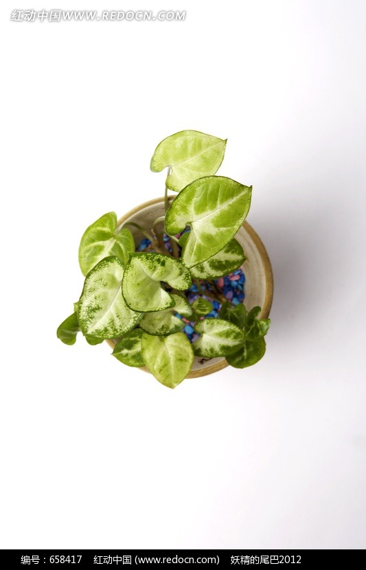 <em>绿色</em>植物盆栽俯视<em>照片图片</em>(编号:658417)_<em>生活</em>