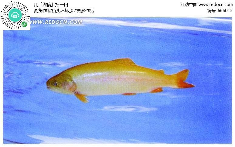 金鳟鱼(编号:666015)_食材原料_PSD餐饮美食