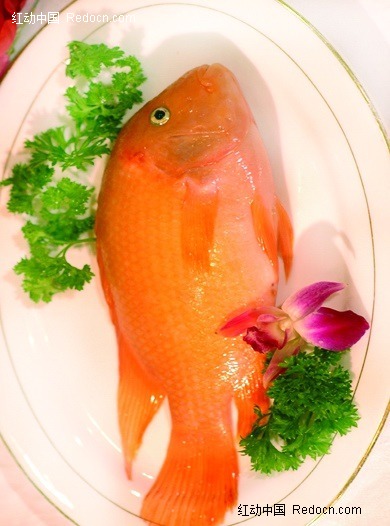 长江寿星鱼图片(编号:691181)