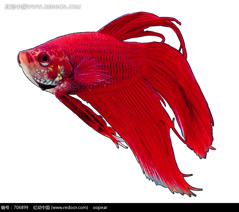红色的鱼图片-动物|植物|生物图片下载(编号:706899)