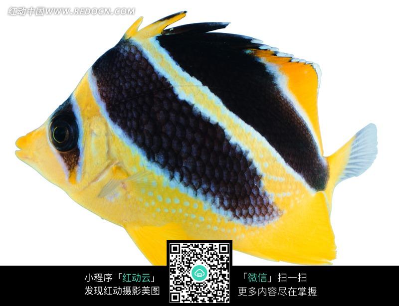 黄色的黑色条纹青色斑点的鱼图片-动物|植物|生