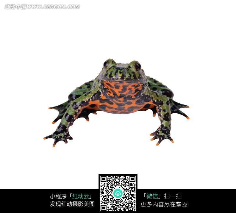 橙色肚皮带黑色斑点的<em>癞蛤蟆</em>的正面<em>照片图片</em>-