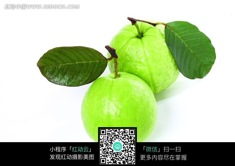 两个带叶子的芭乐果图片(编号:740425)_水果蔬