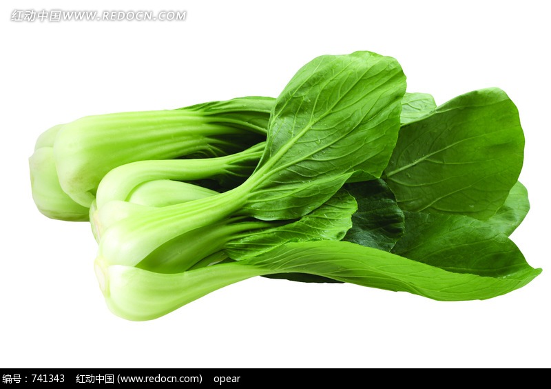 两颗新鲜的小油菜图片(编号:741343)_食材原料