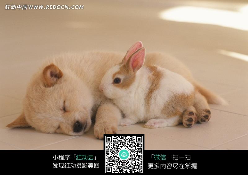 小狗和兔子设计图片