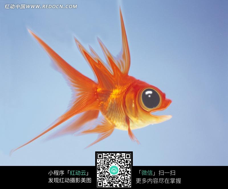 张着<em>嘴巴</em>睁大眼睛的红色<em>金鱼</em>图片-动物|植物|生