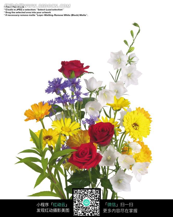 一束美丽的花朵(带PSD Mask扣图遮罩)图片-花