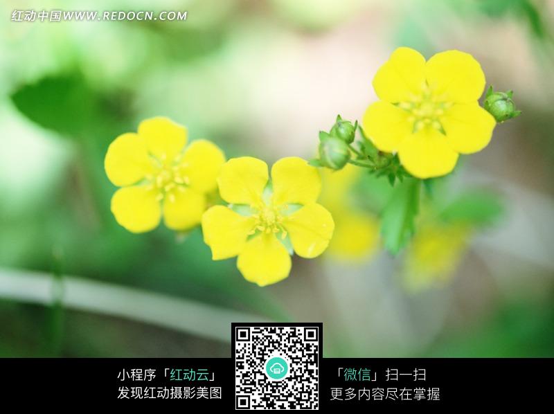 嫩黄的小花图片-动物|植物|生物图片下载(编号:817627)