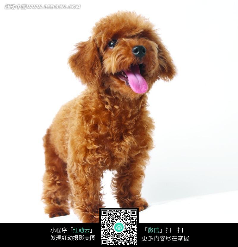 棕色伸舌头的泰迪犬图片(编号:856615)_陆地动