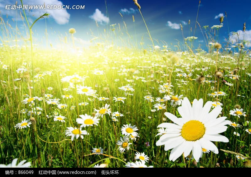 阳光照射下的花朵照片图片(编号:866049)_自然风景