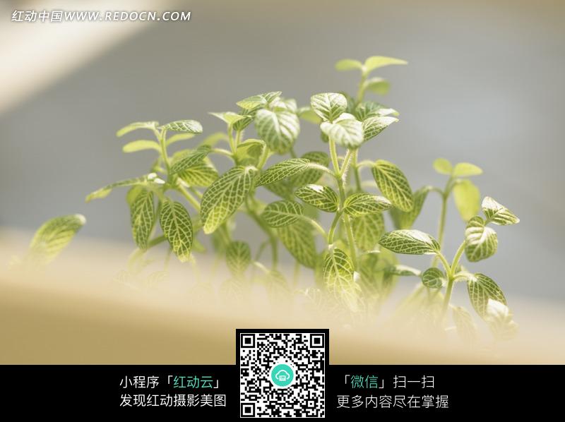 拍照怎么把树叶拍得更绿 Redocn_2012041003515853.jpg