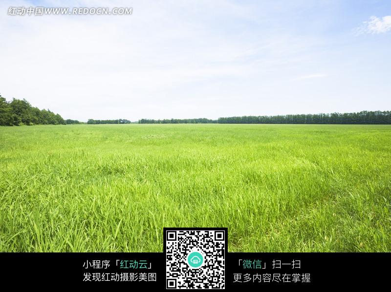 蓝天下的一片草地图片图片-风景图片|图片库|图