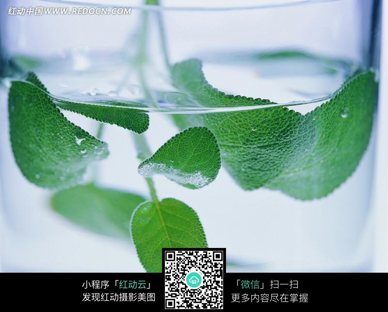 玻璃容器里的卵形锯齿边缘的叶脉清晰的叶子图