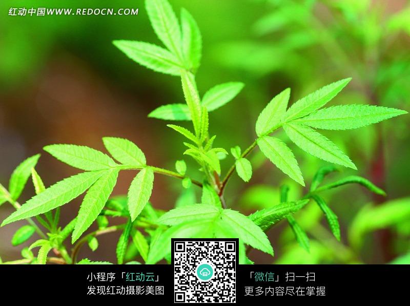 美丽的<em>绿色</em>植物中草药叶子特写<em>照片图片</em>(编号