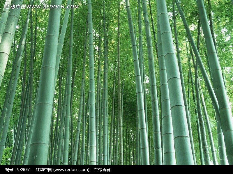 铁骨虚心 的竹子图片(编号:989051)_花草树木