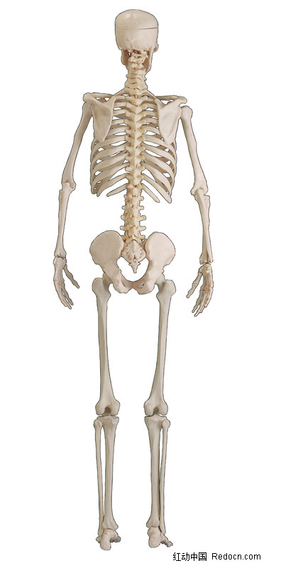 人体骨架背面图图片(编号:1055755)_人体器官_人物图片_图片素材