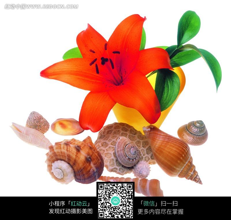 红百合和海螺壳JPG图片(编号:1059511)_其他