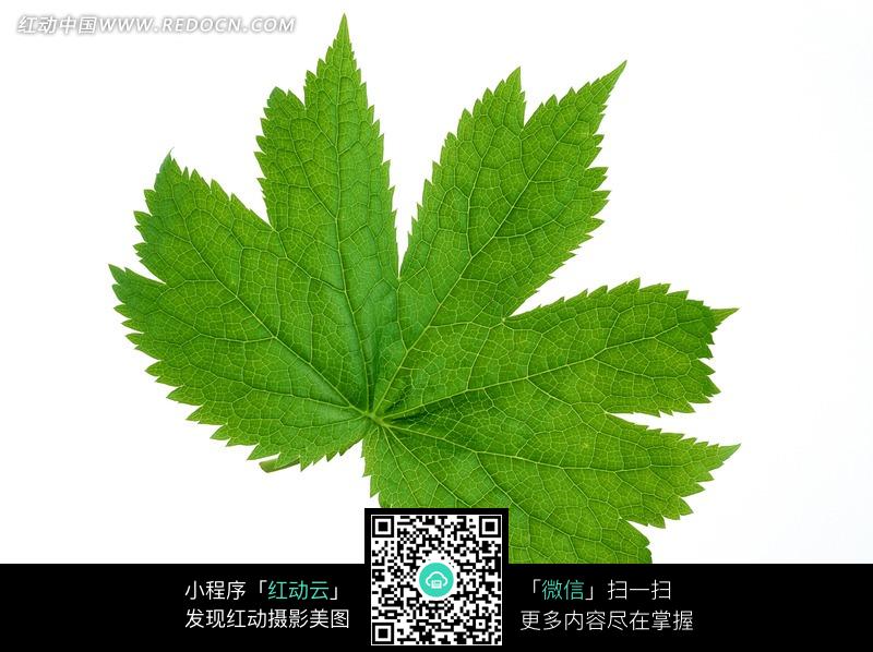 关键词:手掌型叶子锯齿图片