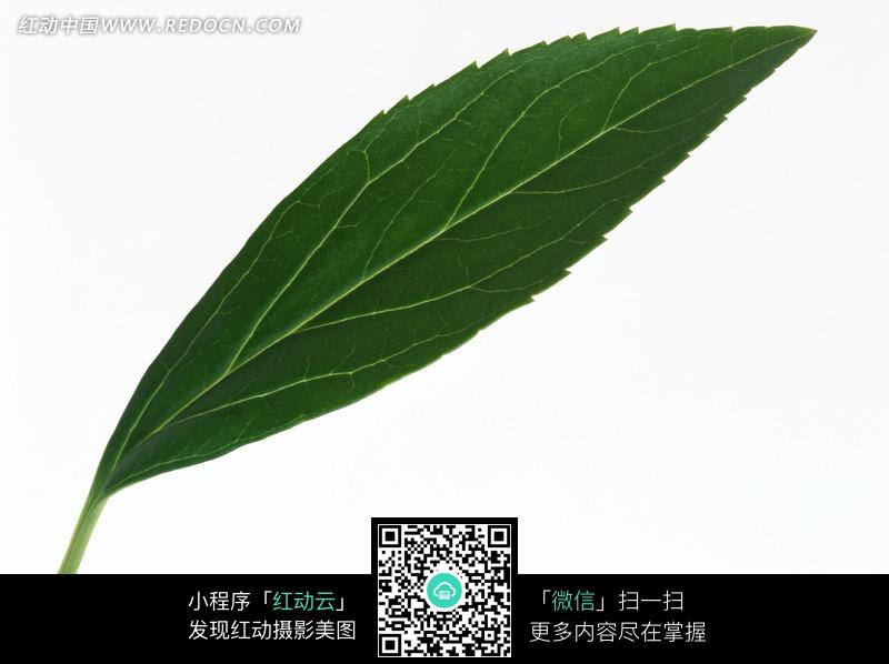 边缘锯齿状的叶子图片(编号:1067043)图片