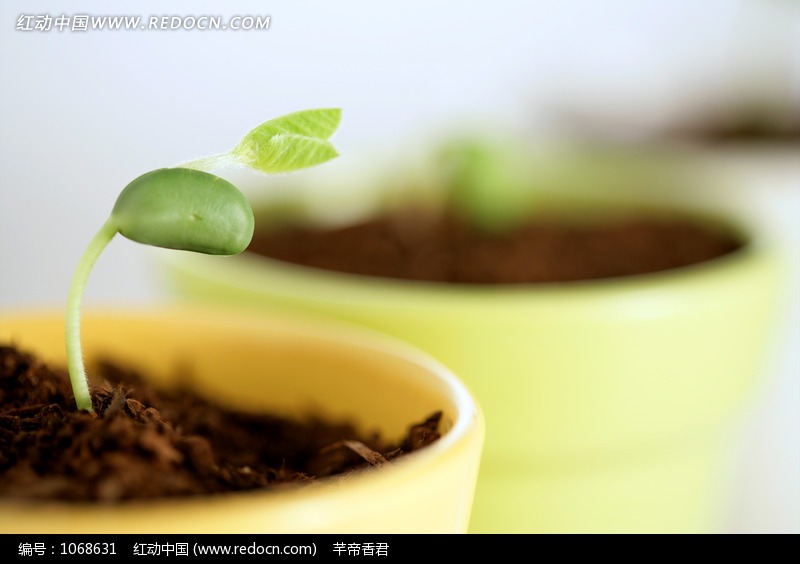 刚冒出新叶的豆苗特写图片-动物|植物|生物图片